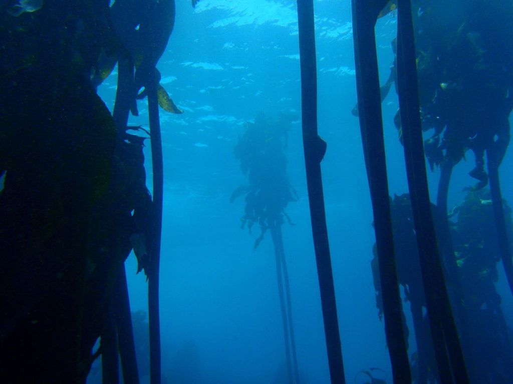 diver swimming through a kelp forest