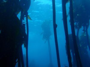 diver observing tall kelp fronds rising through clear ocean water
